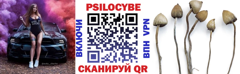 Псилоцибиновые грибы Psilocybe  Белозерск 